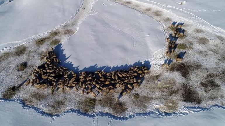 Dünyada sadece Vanda bulunuyor Norduz koyununun neslini kurtardık
