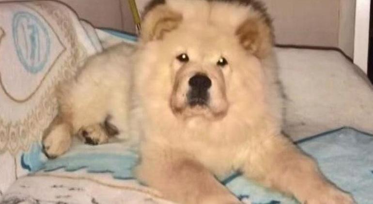 Tornavidayla köpeğe işkence iddiası Emniyetten flaş açıklama