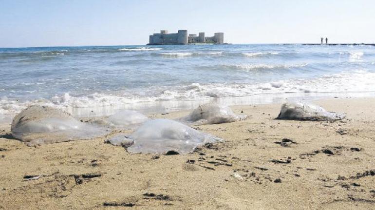 Denizanaları denizleri bastı Marmara ve Akdeniz’de su ısındı, kirlilik arttı...