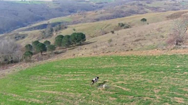 Bu görüntüler İzmitten Arazisinde gördüğü ineği drone ile kovaladı