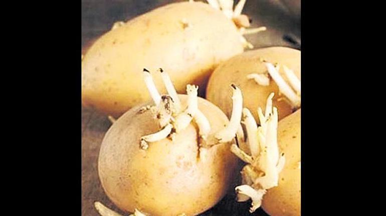 Patates sevenlere güzel haber Bilim insanları araştırdı Tarımda ‘devrim’ olabilir