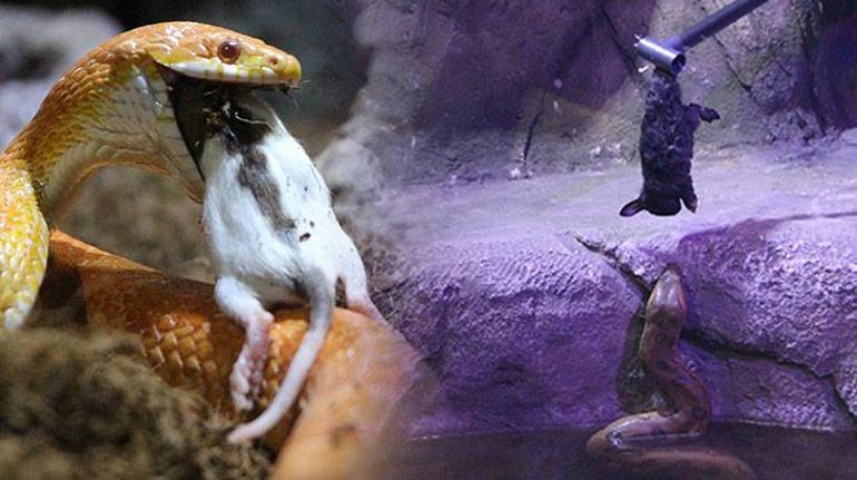 Trabzonda dev yılanlara canlı yem iddiası Gerçek ortaya çıktı