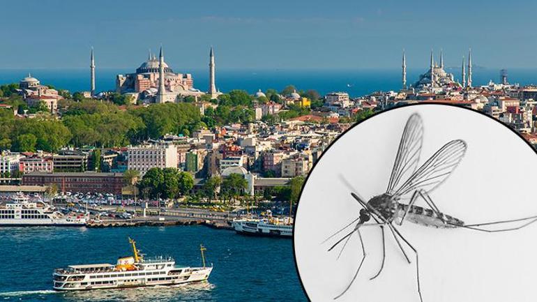 5 milyon sivrisineği doğaya saldı: Çoğaltarak bitireceğiz Türkiyede durum çok farklı