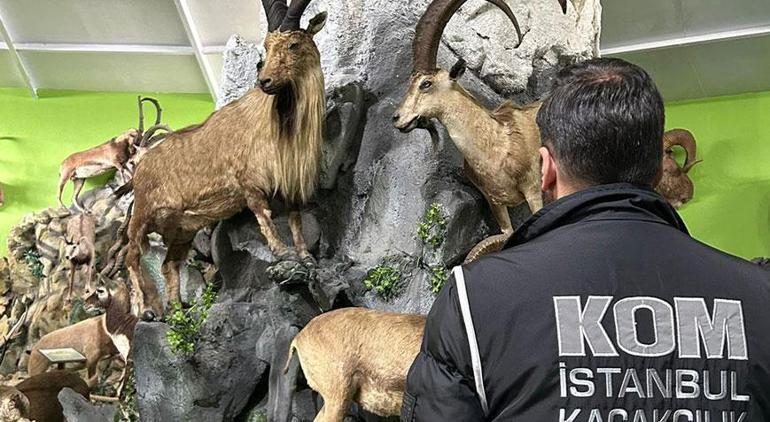 İstanbulda şoke eden müze 85 yaşındaki avcı çizgili geyik için 2 hafta ağaçta kaldı
