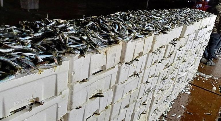 Kaçak avlanmış tam 8 ton istavrit balığı ele geçirildi