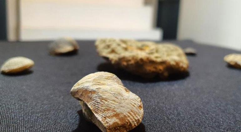 Kayseri’de operasyon Tam 10 milyon yıllık fosil ele geçirildi