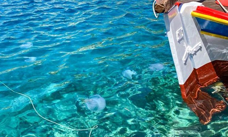 Akdenizde ağları yırtan denizanaları: Bu bir uyarıdır