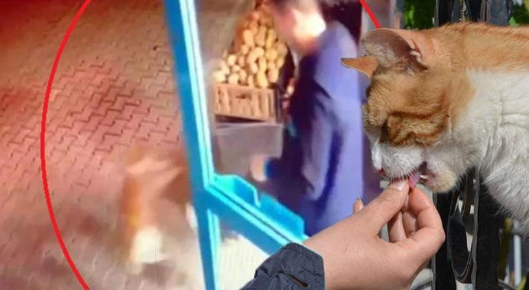 Yer: Ankara Markete giren kediyi tekmeleyip dışarı attı