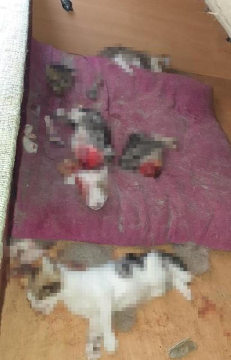 Ankara’da kafası ve patileri koparılmış 6 yavru kedi ölüsü bulundu
