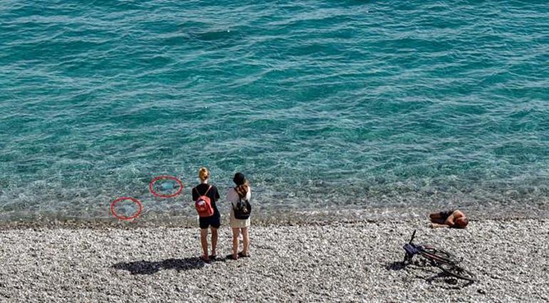 Antalyada denizde korkutan manzara: Kıyıya yakın sularda sürüler halinde