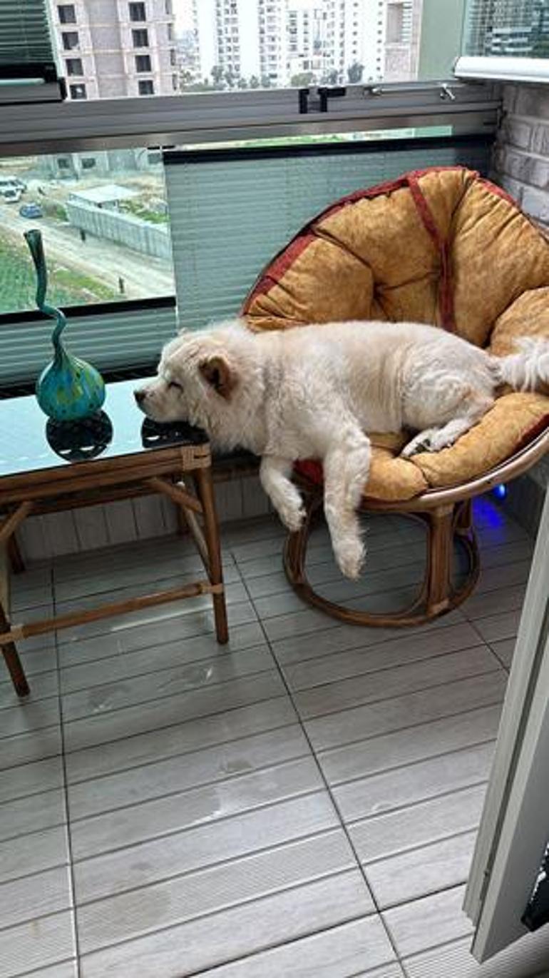 Çin aslanı evdeki diğer köpeği kıskandı sahibini hastanelik etti: Bacağı parçalandı