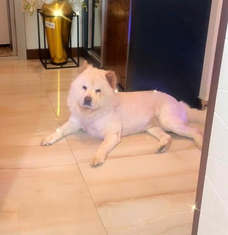 Çin aslanı evdeki diğer köpeği kıskandı sahibini hastanelik etti: Bacağı parçalandı