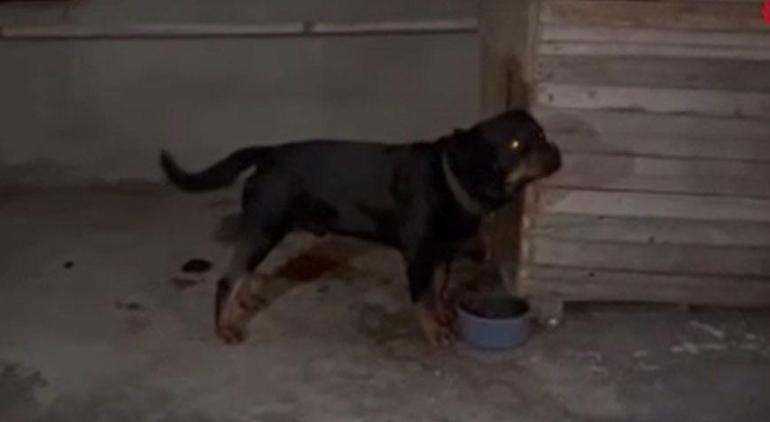 Adanada Rottweiler dehşeti 4 yaşındaki kız ölümden döndü