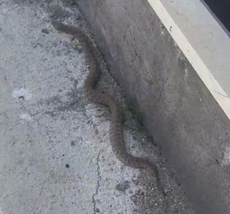 Kalede gezerken dev yılanla karşılaştı Isırığı bir insanı öldürmeye yetiyor