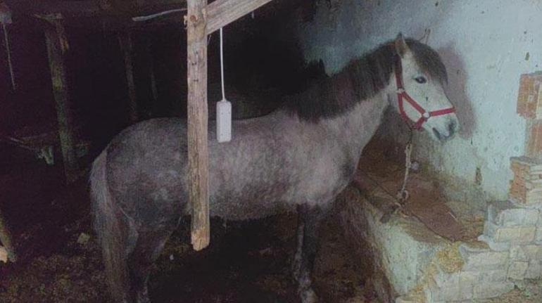 İstanbulda at eti operasyonu Baskında at eti ve kesilmeyi bekleyen atlar bulundu