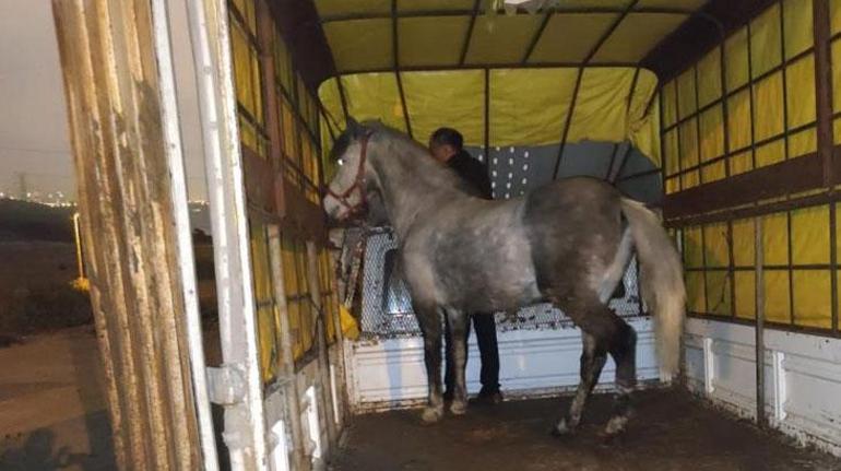 İstanbulda at eti operasyonu Baskında at eti ve kesilmeyi bekleyen atlar bulundu
