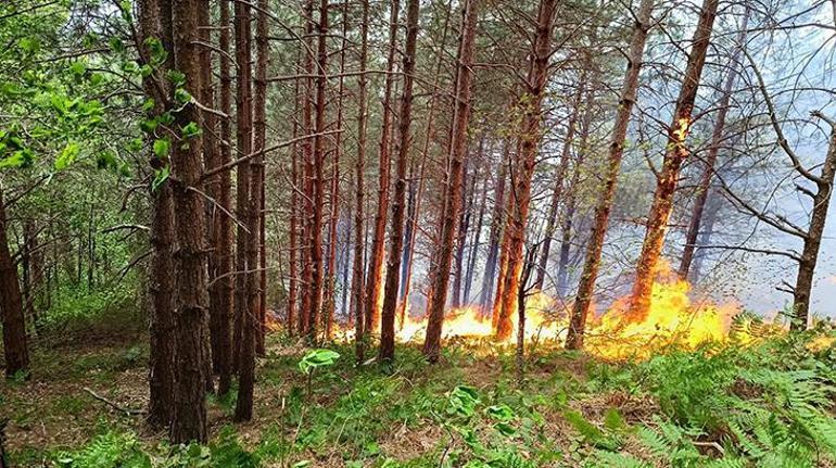 Kastamonuda orman yangını Rüzgarın etkisiyle yayıldı