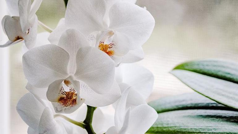Solmuş orkide çiçeklerini yeniden canlandırıyor Orkideyi 1 haftada saksıdan taşıracak