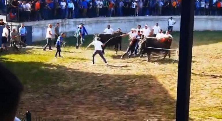 Burası İspanya değil Artvin Güreştirilen boğa seyircilerin arasına daldı