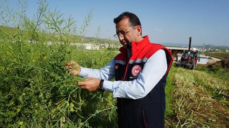 İklim değişikliğiyle mücadelede yeni adım İlk defa hasadı yapıldı