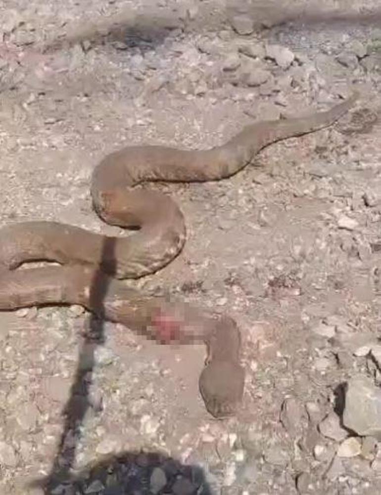 Görüntüler Türkiyeden 2 metre boyunda yılanların dansı