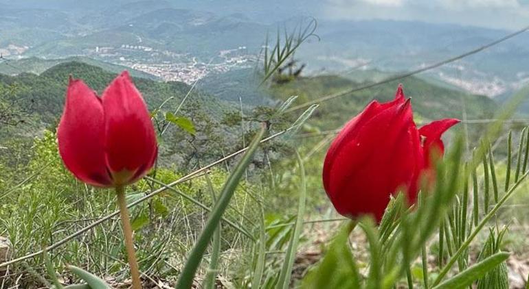 Herkes ilçeye akın ediyor Sadece Nisan ayında 15 gün ortaya çıkıyor