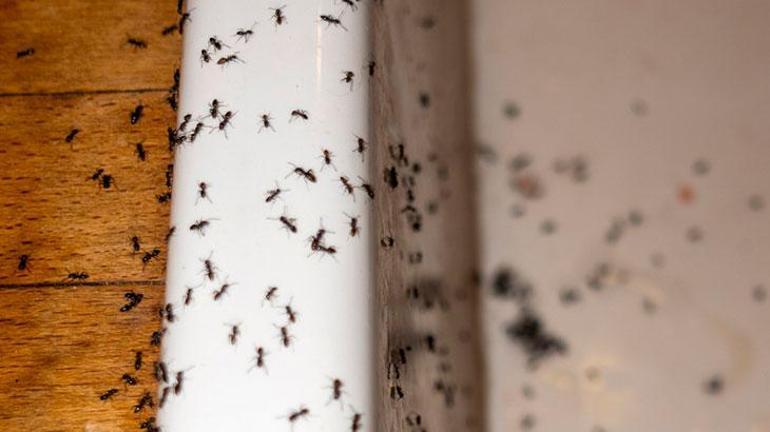 Karıncaları evden yolcu eden yöntem Tek 1 damlası karıncaları uğurlamaya yetiyor