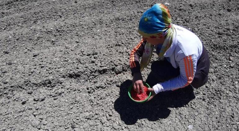 Domuz kabusu 3 kez aynı senaryo yaşandı