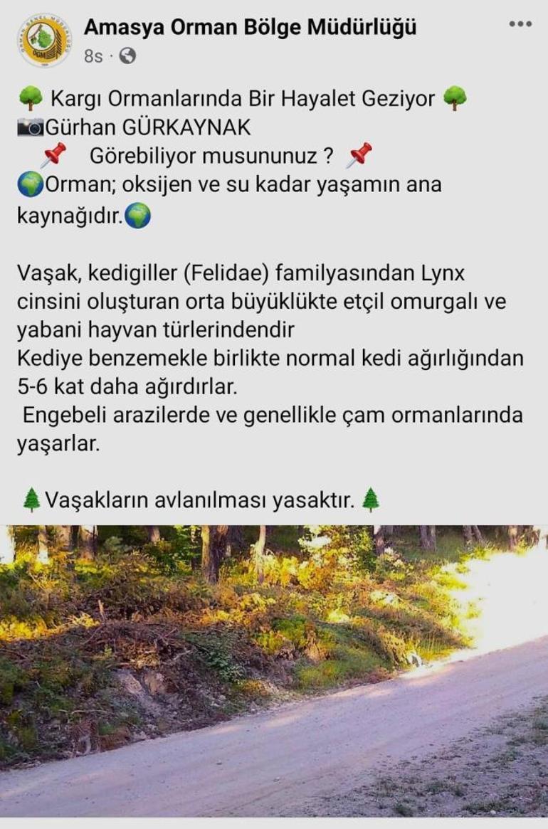 Vaşak kendini kamufle etti ‘Hayalet geziyor, görebiliyor musunuz’