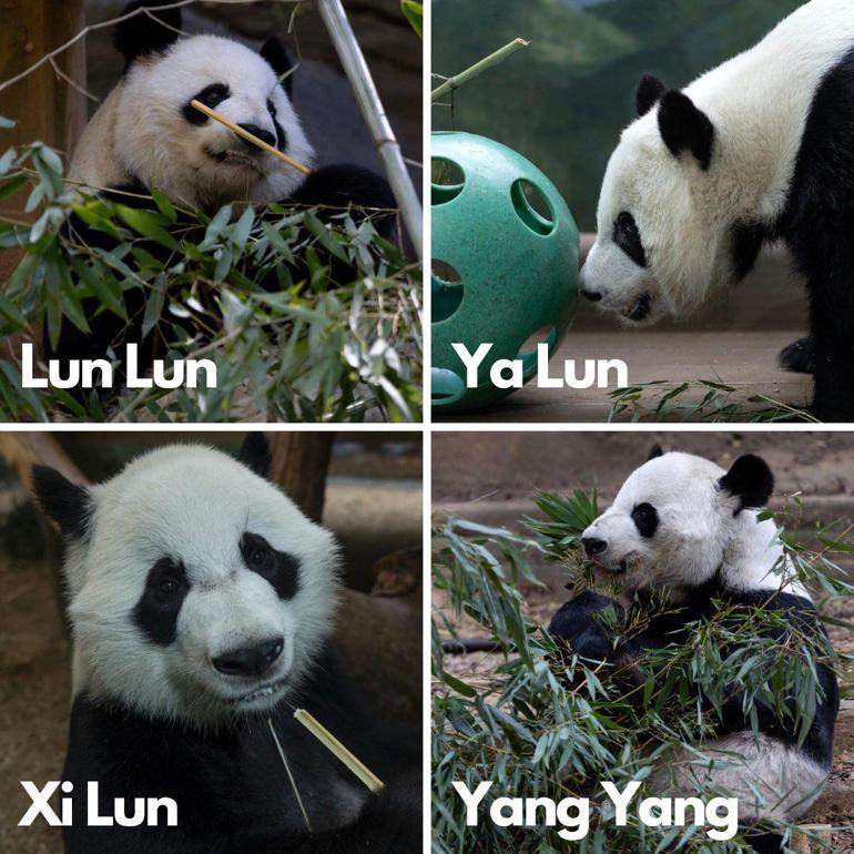 ABD’deki son dört panda: Çine geri dönüyorlar