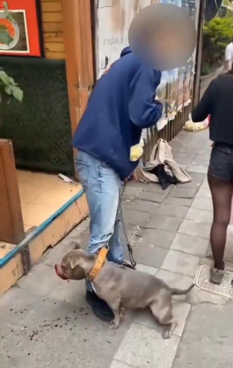 Yer: Kadıköy Pitbull, sokak kedisine saldırdı