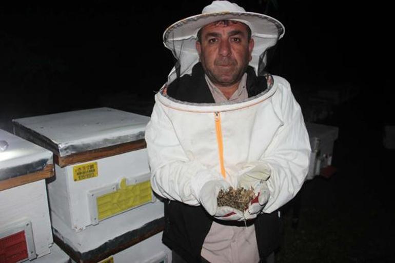 Toplu arı ölümlerinin nedeni belli oldu: Koloni çöküşleri yaşıyoruz
