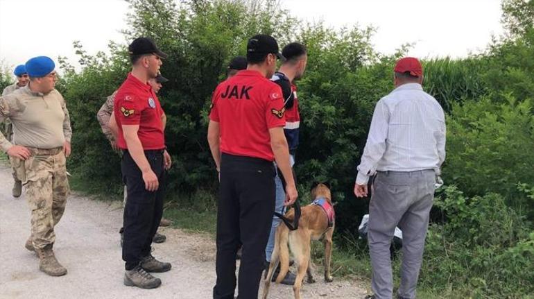 Mısır tarlasının içerisinde kayboldu Eğitimli köpekler arama yapıyor