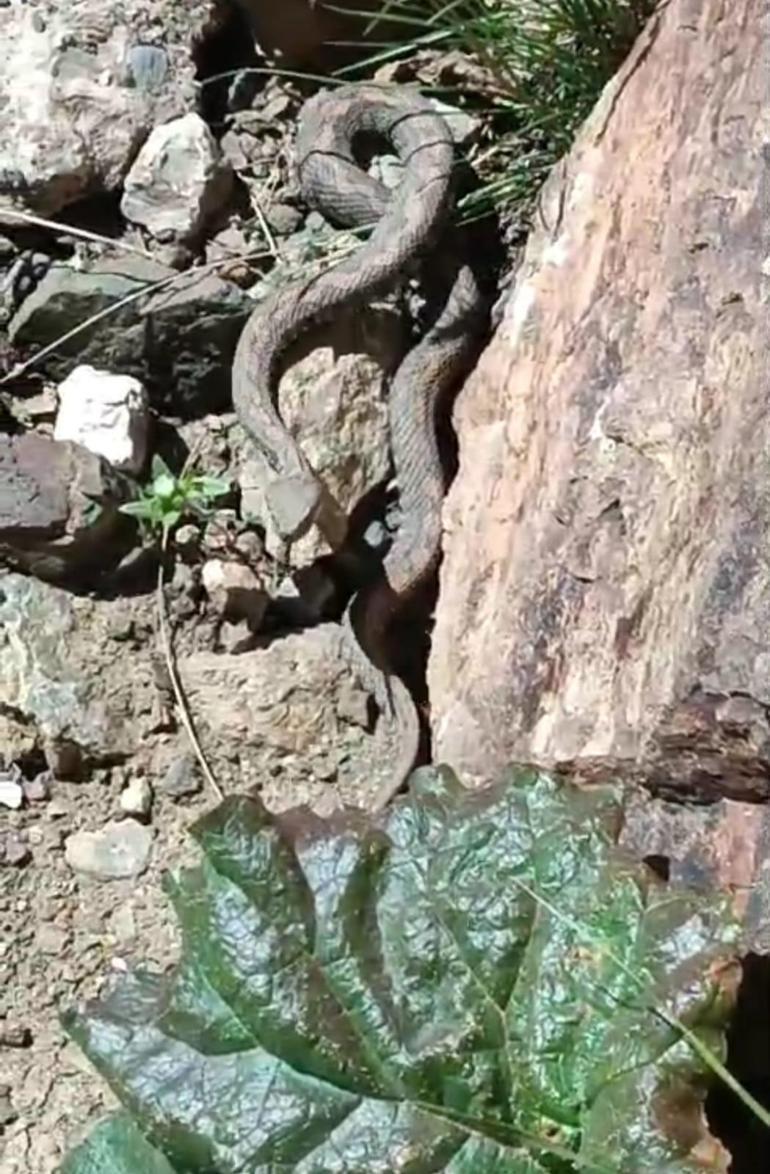 Türkiyenin en zehirli yılanıyla burun buruna geldi