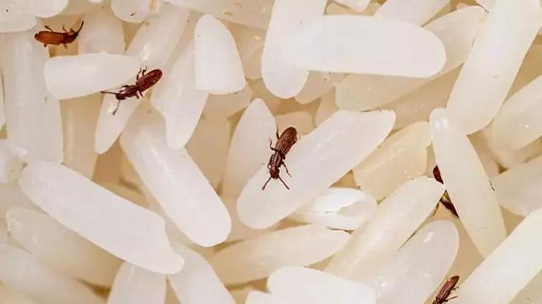 Pirinç böceklenirse çöpe dökemeyin Böceklenen pirinci anında ayıklama yöntemi