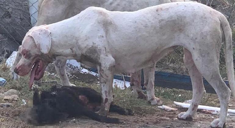 Sokakta yaşadığı dehşet eve hapsetti Bana 100 trilyon da verseler köprüye kadar yürüyemem