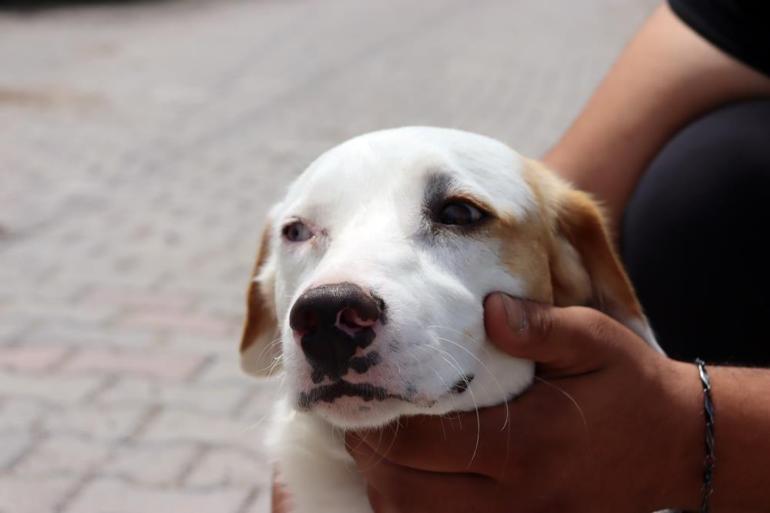 Paşayı gören şaşırıyor: Van köpeği