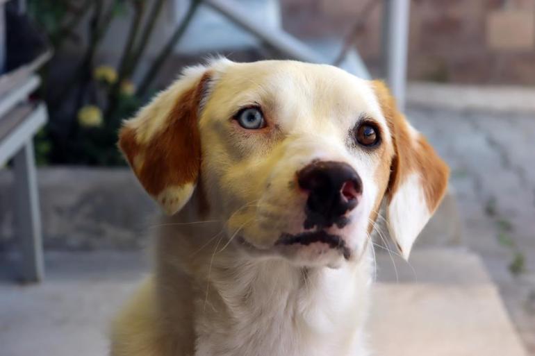 Paşayı gören şaşırıyor: Van köpeği