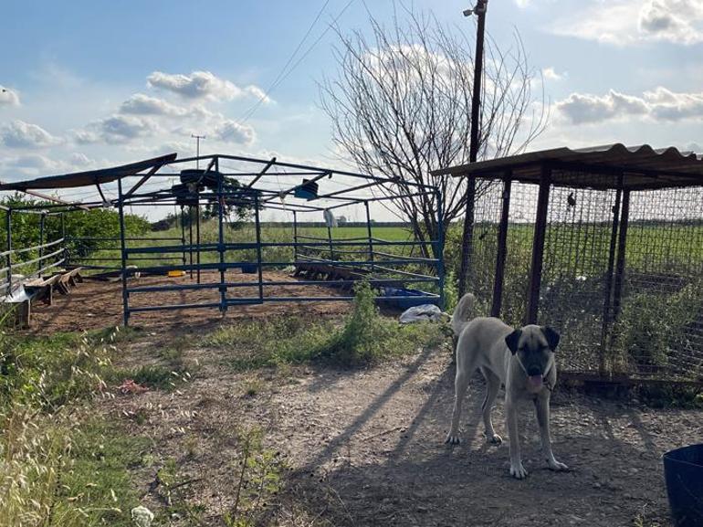 5 kangal köpeğini uyutup, alıp götürdüler: Şuan piyasa değeri 1 milyon lira