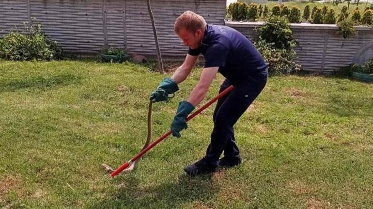 Boluda kutuya giren yılan panik yarattı