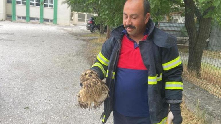 Bahçe çitine sıkışan baykuşu itfaiye ekipleri kurtardı.