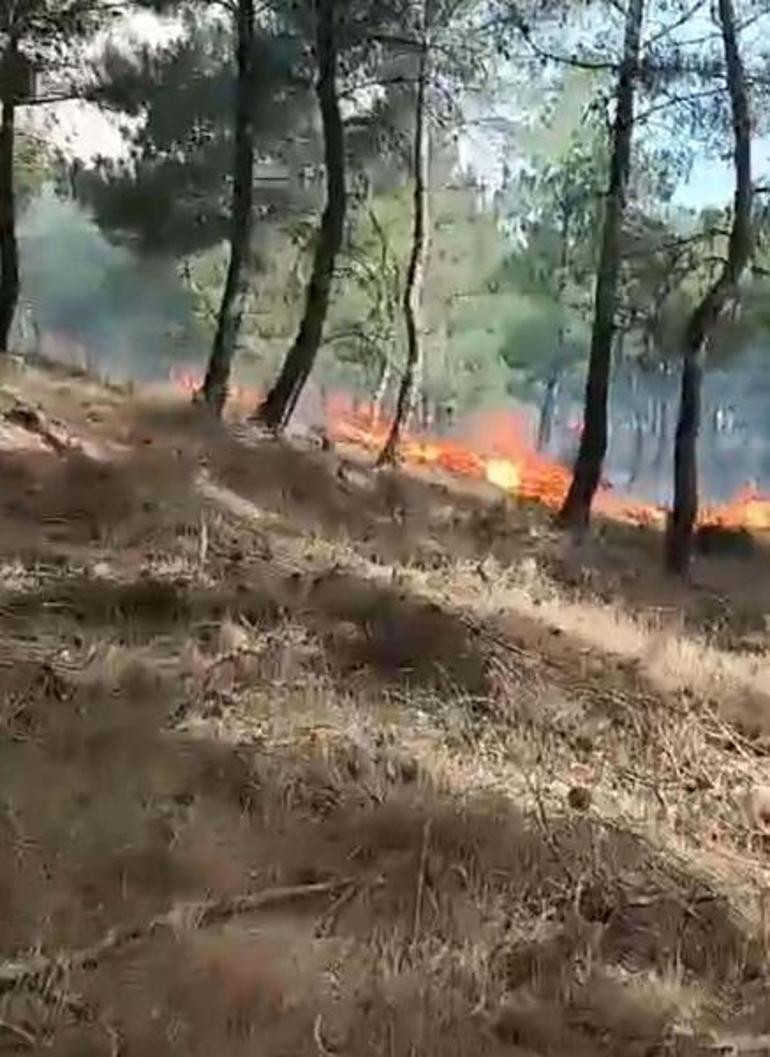 Çanakkalede orman yangını: 5 hektar alan kül oldu