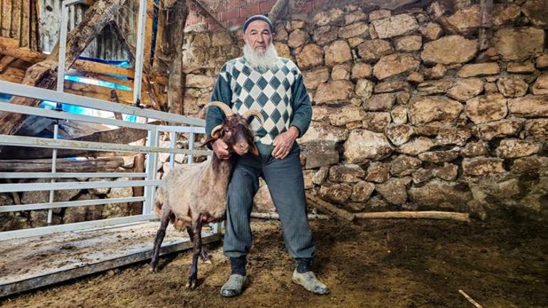 Alo Fetva 190 hattına sordu  4 boynuzlu koçun durumu uzmanları ikiye böldü