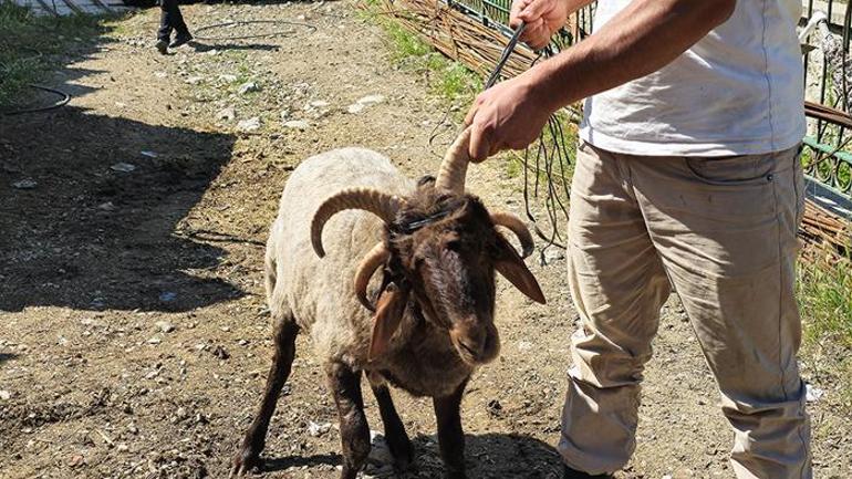 Alo Fetva 190 hattına sordu  4 boynuzlu koçun durumu uzmanları ikiye böldü