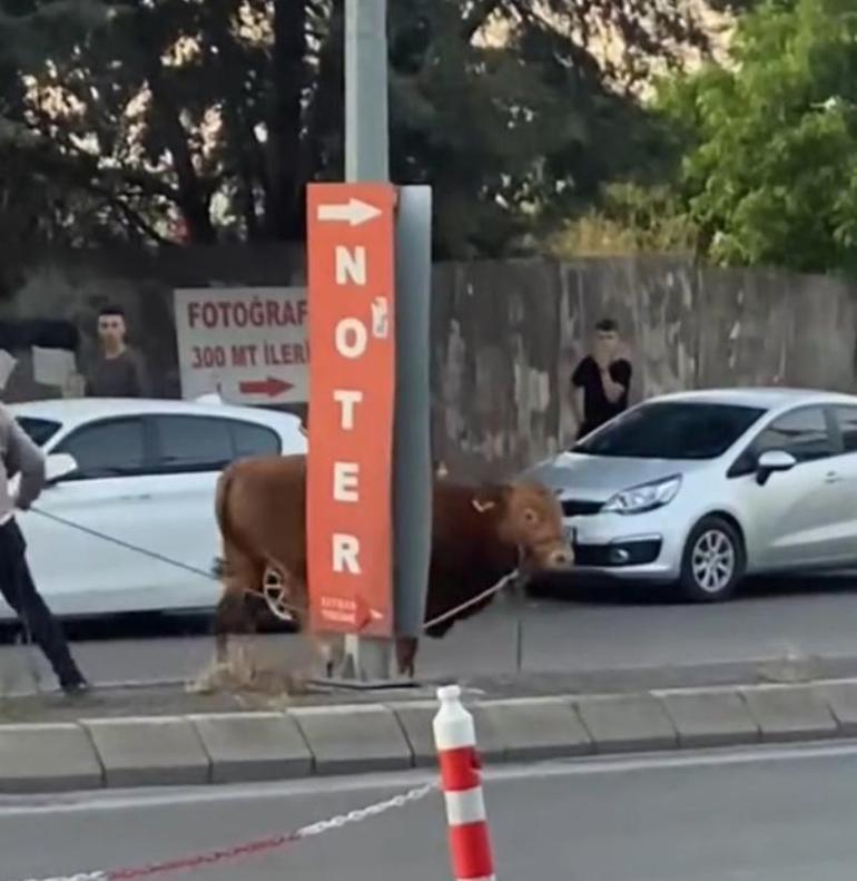 İstanbulda mahalleyi karıştıran kurbanlık Sahibinin kolu kırıldı, kurbanlık ise...