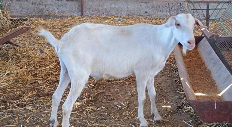 Şaka değil gerçek Bu keçi 3 kişinin yaptığı işi tek başına yapıyor