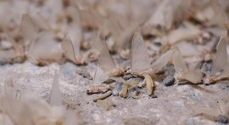 Bir gün sineklerinin ölüm uçuşu Vatandaşlar izlemek için tarihi köprüye akın etti