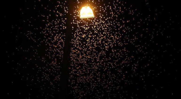 Bir gün sineklerinin ölüm uçuşu Vatandaşlar izlemek için tarihi köprüye akın etti