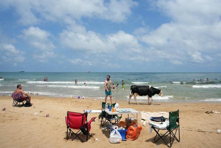 İstanbulda sıcaktan bunalan inekler plaja indi