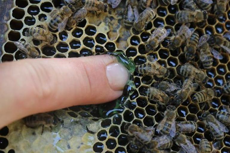 200 arı kovanının arasında keşfetti İçini açtı, hayrete düştü: Gizemi çözmeye çalışıyoruz